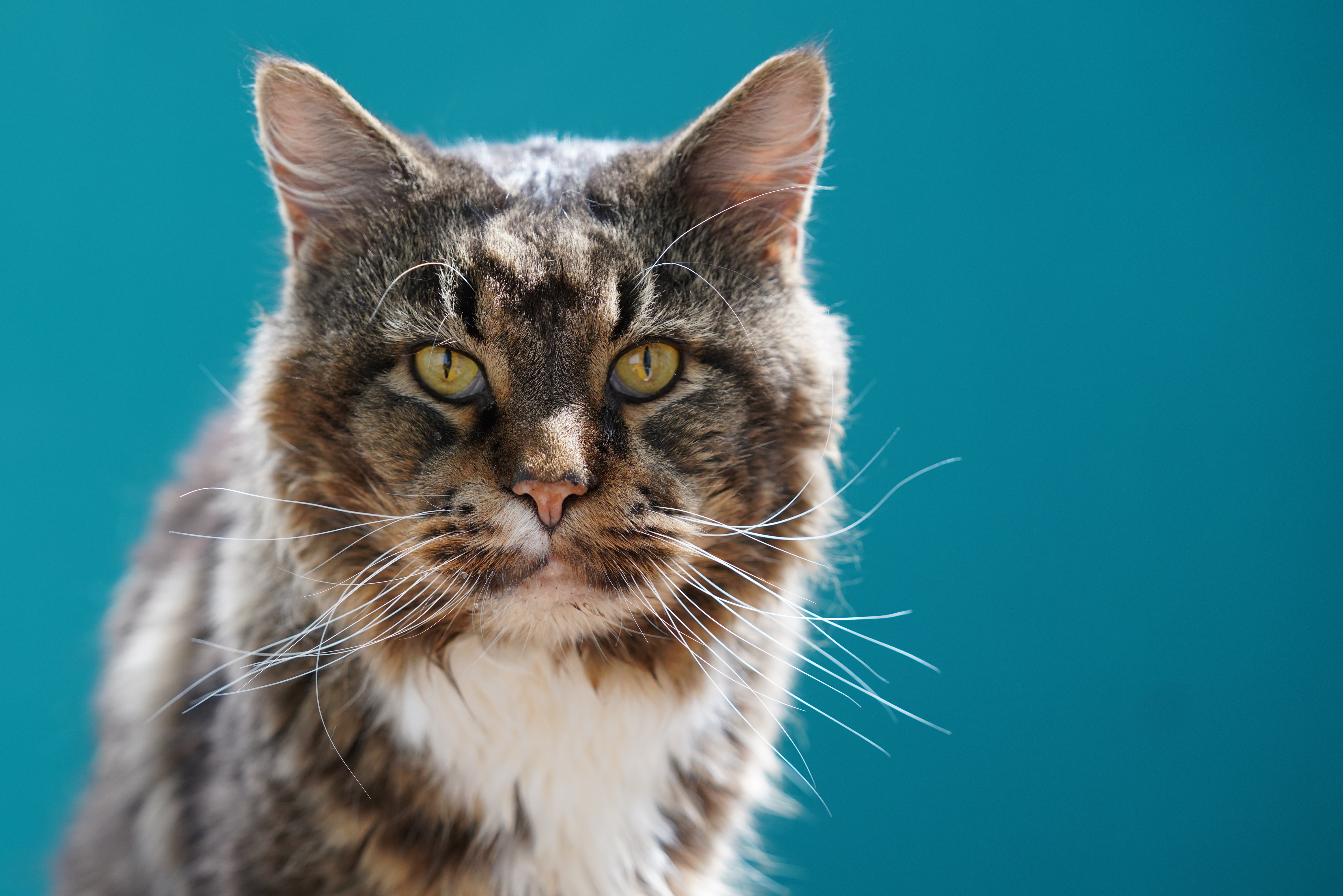 Ein stolzer alter Kater