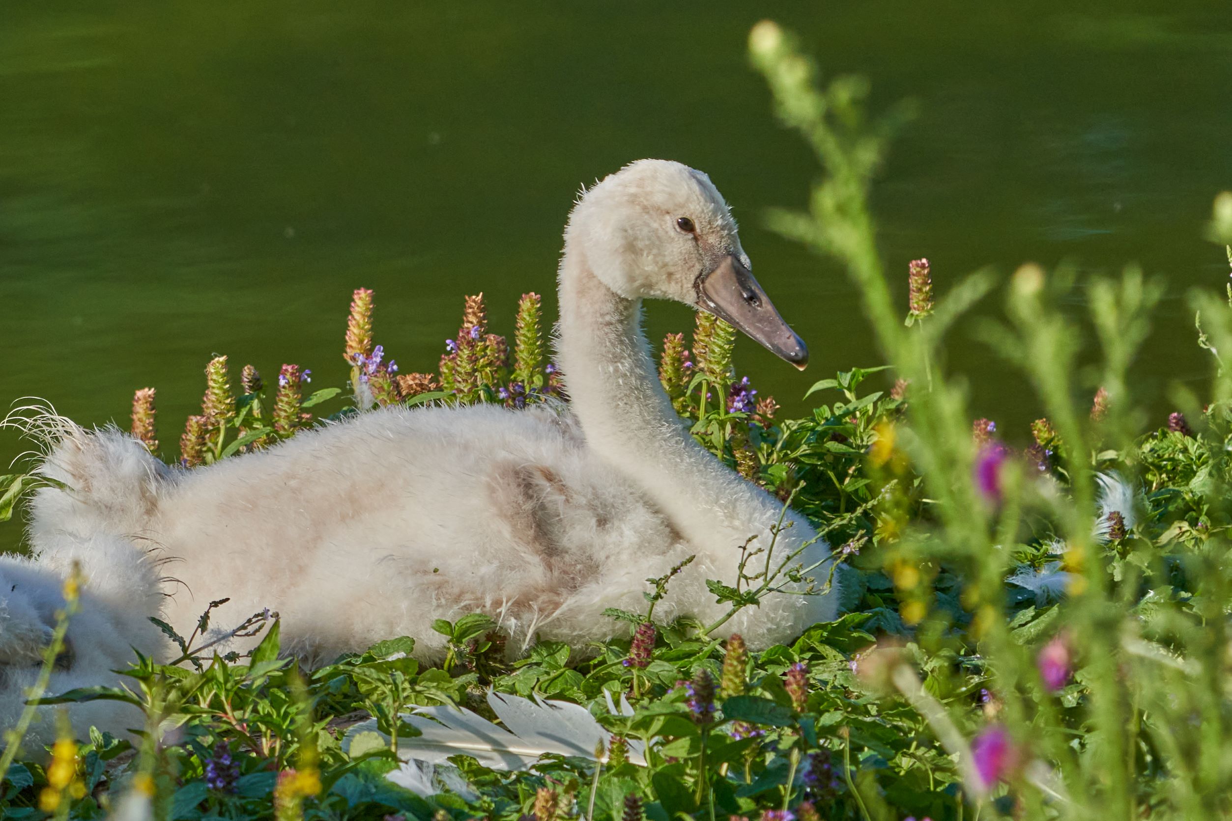 wildlife photography – swan